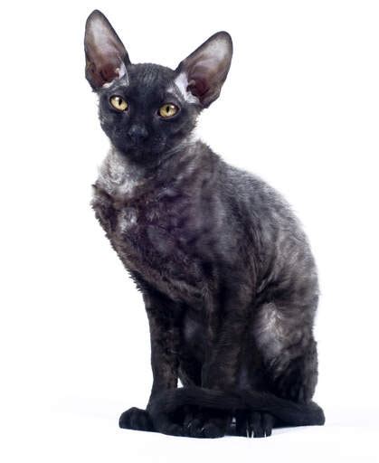 Cornish Rex Cats Cat Breeds