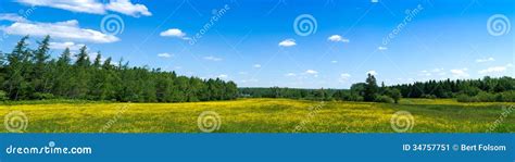 Panoramic View Of Wildflowers In Field Stock Image Image Of Season