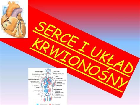 PPT SERCE I UKŁAD KRWIONOŚNY PowerPoint Presentation free download