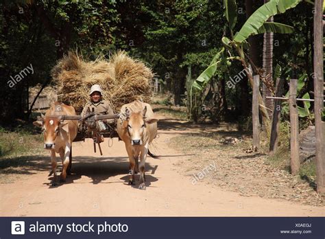 cambodian farmer stock  cambodian farmer stock images alamy