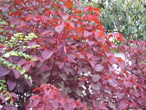 Arbuste Feuilles Rouges Fleur De Passion