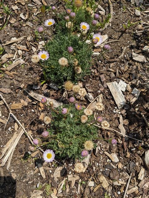 Erigeron Compositus Cutleaf Daisy Dwarf Mountain Fleabane Z 3 8