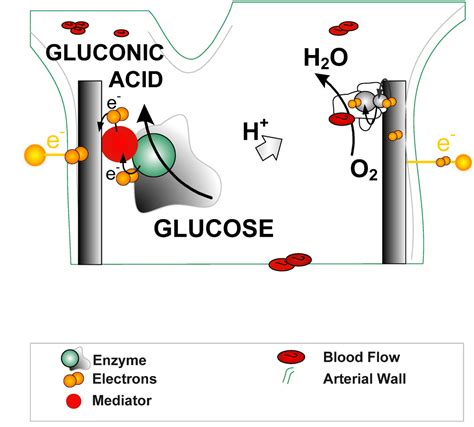 Energies Free Full Text Enzymatic Biofuel Cells—fabrication Of Enzyme Electrodes