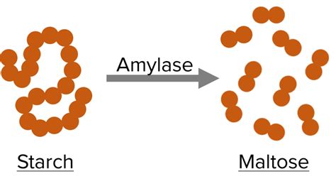 Digestive Enzymes Questions And Revision Mme