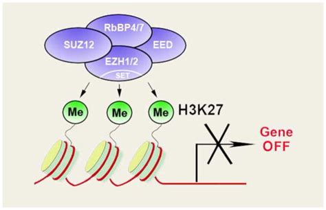 prc  vertebrate organogenesis  complex  transition
