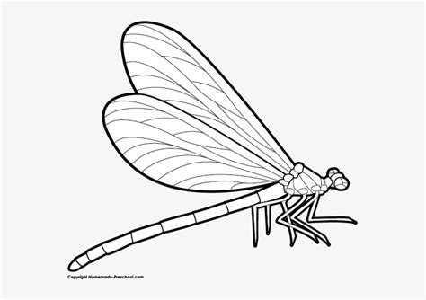 Dragonfly Dragonfly Drawing Side View Transparent Png X