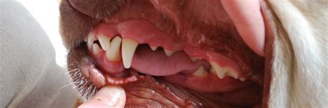 Eden Veterinary Practice Dental Health Eden Veterinary Practice