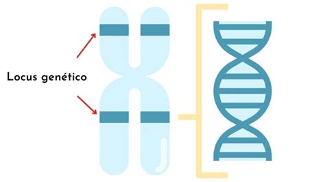 Locus Biolog A Qu Es Significado Definici N