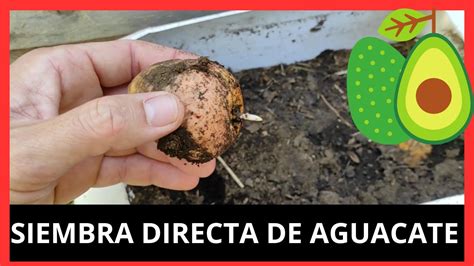 Como Sembrar Plantar Aguacate Desde La Semilla En La Tierra Siembra Directa 🥑 Youtube