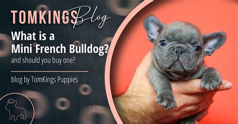 Mini French Bulldogs: should you adopt one? - TomKings Kennel