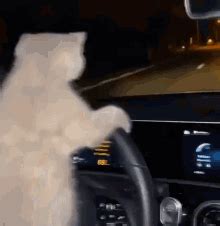 Cat Driving Car GIFs | Tenor