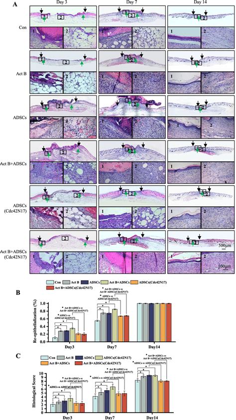 Cdc42 Regulated Activin B Induced Adscs Mediated Re Epithelialization Download Scientific