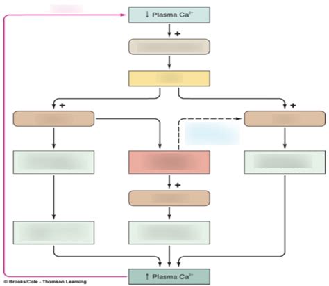 Calcium Homeostasis Diagram Quizlet