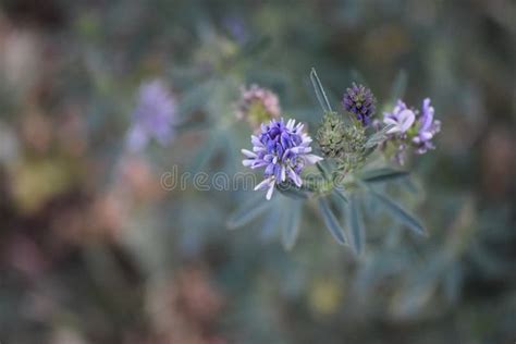 Blue Alfalfa In Different Stages Of Growth Stock Photo Image Of