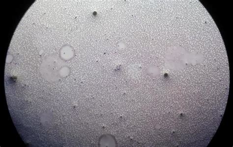 microscopic view stock  images  backgrounds