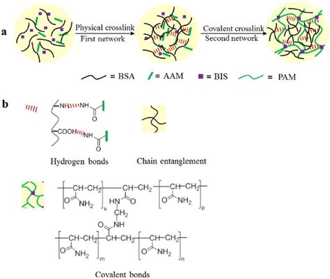 Scheme Fabrication Process Of The Double Network Bsa Pam Hydrogel