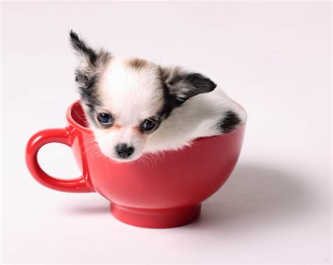 Miniature Teacup Chihuahuas [Slideshow]