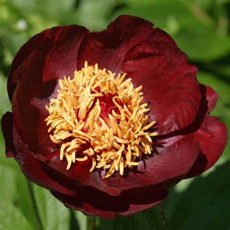 Peonija hibrīdā Chocolate Soldier /Paeonia hybrid/ - Peonijas ...