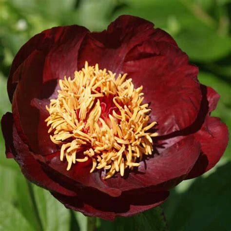 Peonija Hibrīdā Chocolate Soldier Paeonia Hybrid Peonijas