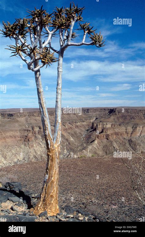 Aloe Dichotoma Kokerboom Or Quiver Tree At The Fish River Canyon