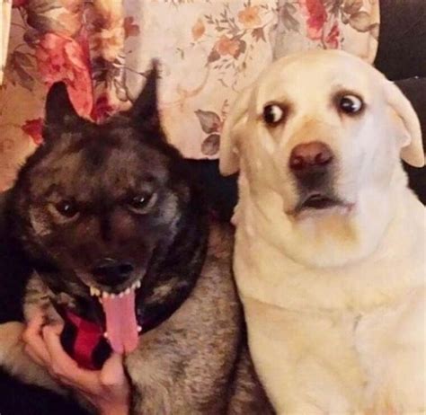 16 Adorable Dog Growl Pictures That Prove Dogs Are Adorable No Matter