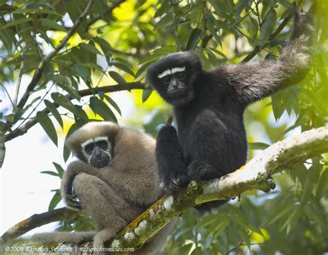 Hoolock gibbon - Alchetron, The Free Social Encyclopedia