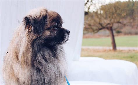 Learn About The Pekingese Dog Breed Stats Health And More