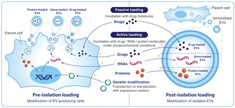 Methods Of Cargo Loading Into Extracellular Vesicles Evs