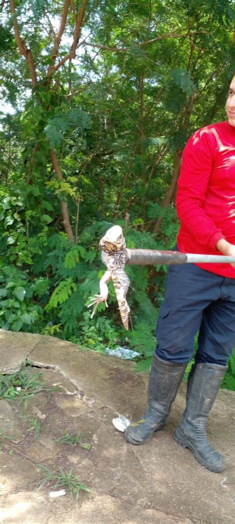 Lagarto Capturado Pela Defesa Civil No Quintal De Resid Ncia Tv Jaguari