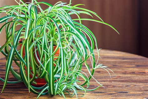 Propagating Spider Plants: A Comprehensive Guide - Botany-World