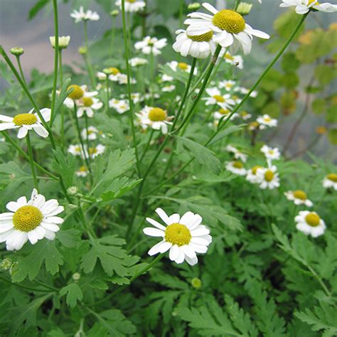 Feverfew (Tanacetum parthenium) a wildflower for sun.