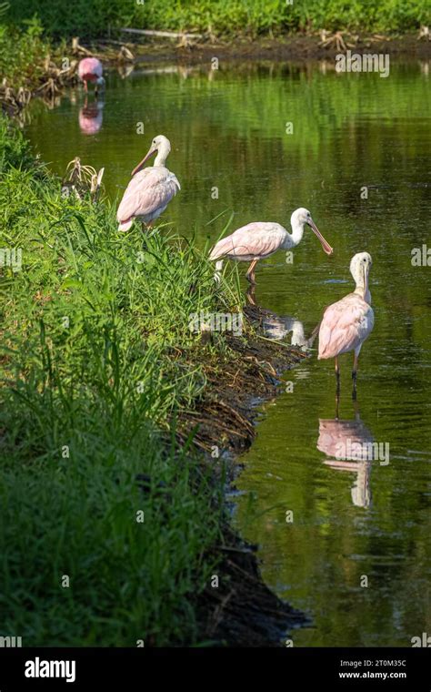 Roseate Spoonbills Platalea Ajaja Wading In A Pond At Amelia Island