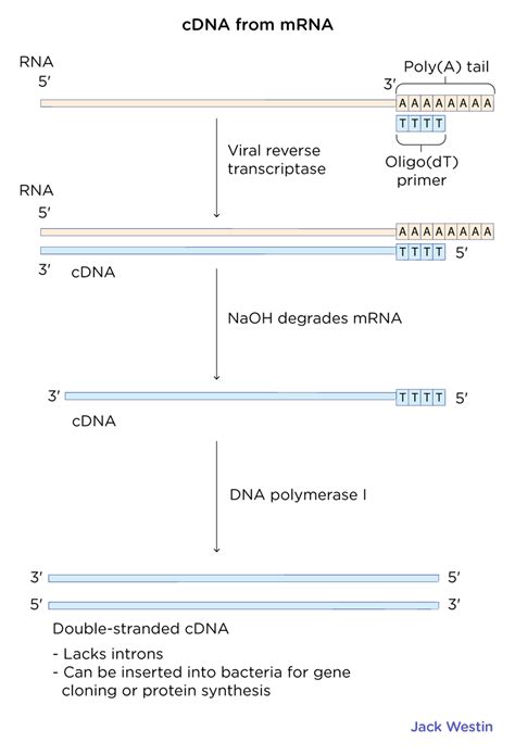 Generation Of Cdna Recombinant Dna And Biotechnology Mcat Content