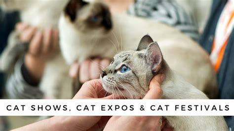 My Cat Expo Tickets Janka Lizette