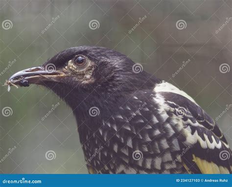 Uma Imagem Aproximada De Um Belo Honeyeater Regente Imagem De Stock