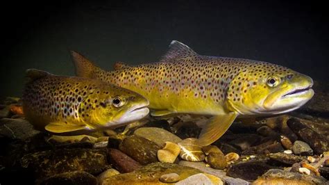 Brown Trout | A Comprehensive Fish Species Profile - Wired2Fish