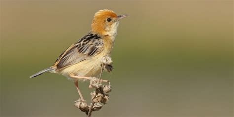 Smallest Birds In The World Tiniest Bird Species Ranked ️