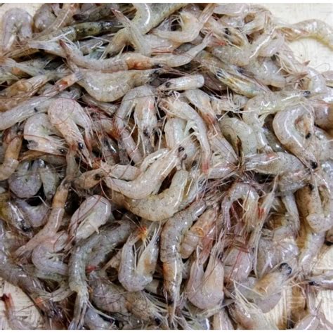 Jual Udang Peci Rebon Segar 1kg Shopee Indonesia