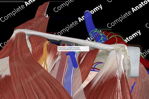 Precaval Lymph Vessels | Complete Anatomy