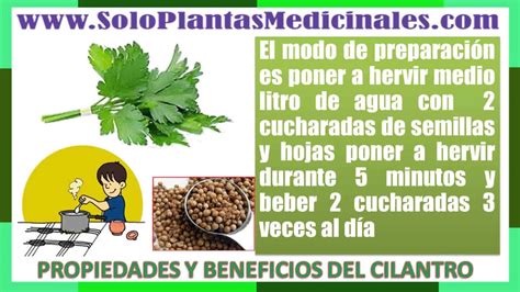 Propiedades Y Beneficios Del Cilantro Youtube