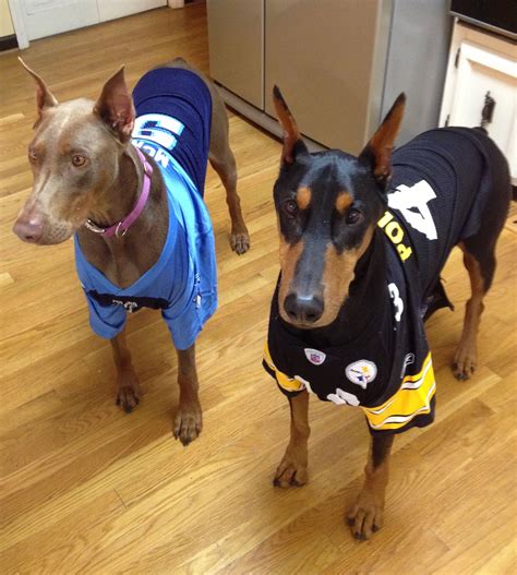 Dobermans In Steeler Titan Shirts Doberman Pinscher Dog Doberman