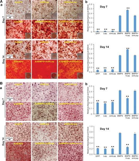 Leptin Potentiates Bmp Induced Osteogenic Differentiation Of