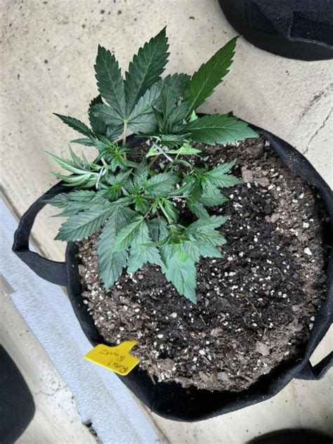 Royal Queen Seeds Royal Runtz Automatic Grow Diary Journal Week3 By