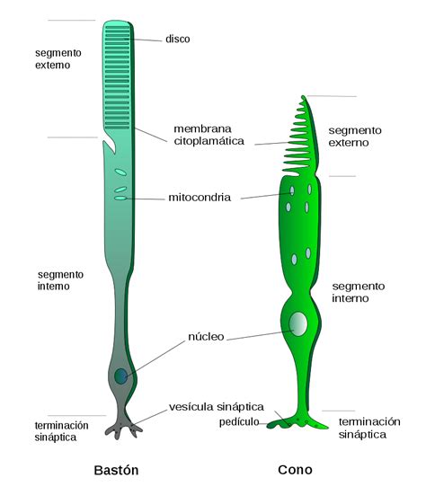 Biolog A De La Visi N Share Rare