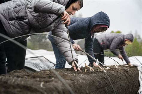 Cbs Ruim Procent Van De Oekra Ense Vluchtelingen In Nederland Heeft