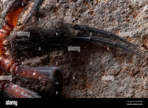 Curtain Web Spider Of The Genus Diplura Stock Photo Alamy