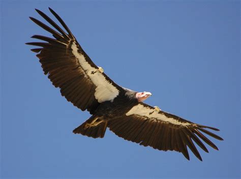 With A Wingspan Of Almost 10 Feet The California Condor Is One Of The