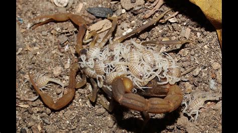 Mother Scorpion With 25 Babies On Her Back Mesobuthus Cyprius