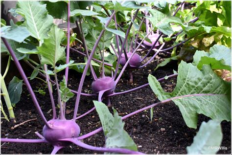 Mark S Veg Plot Harvesting Kohlrabi