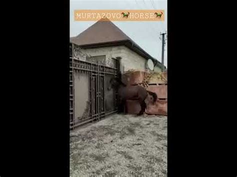 Жеребец 🐎кабардинской породы. Вернулся домой после продажи👍🏻 - YouTube